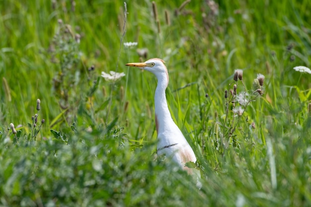 Selective focus shot of Cattle Egret