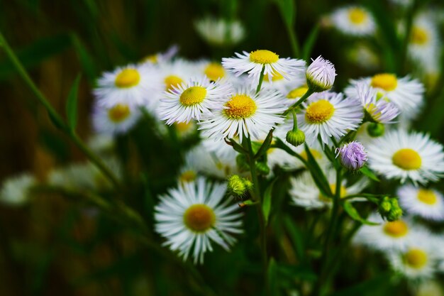 Selective focus shot of chamomile during daytime