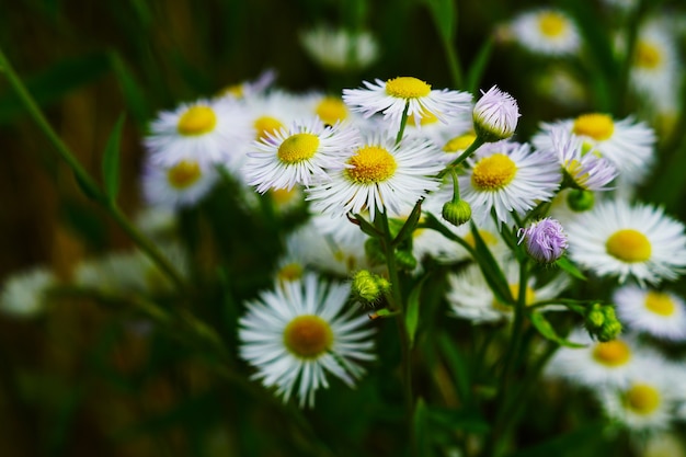 Free photo selective focus shot of chamomile during daytime