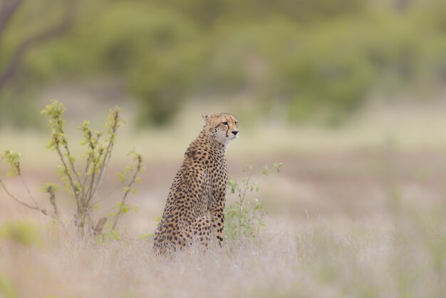 Selective focus shot of a cheetah sitting in a dry grassy field while looking around