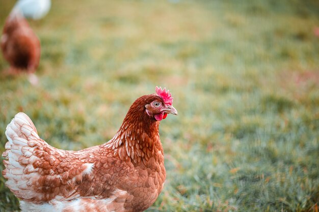 Selective focus shot of a chicken on the grass in the farm