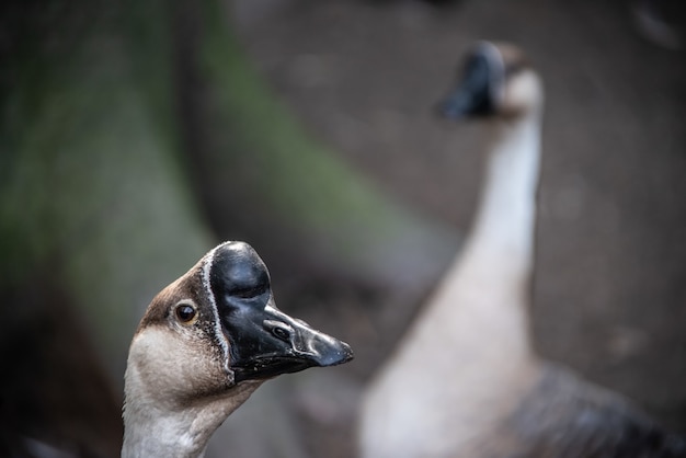 Selective focus shot of a Chinese goose's head with another goose in the surface