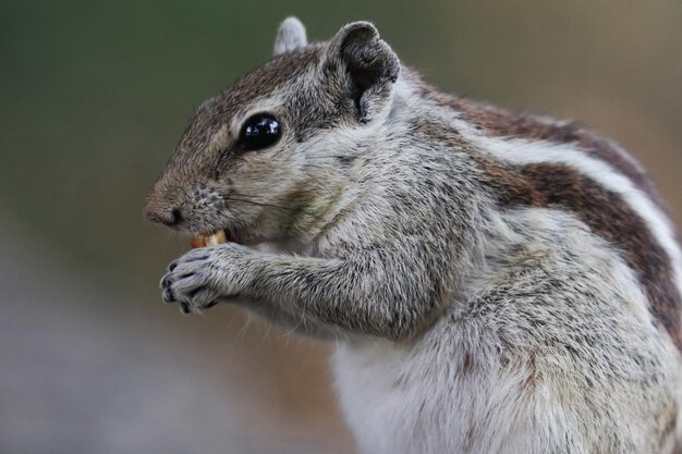 Selective focus shot of a chipmunk eating nut