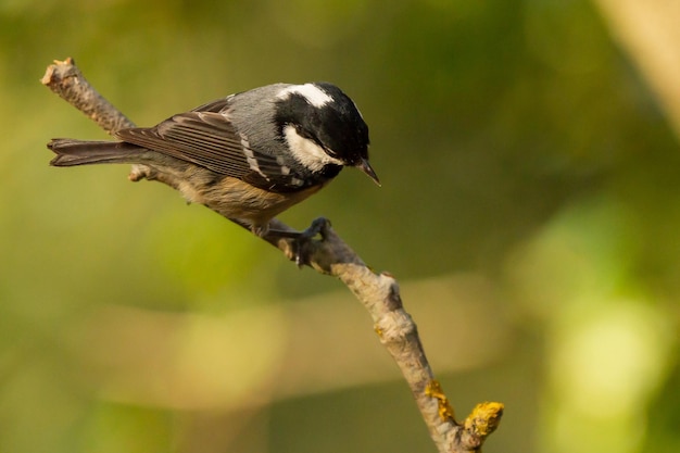 Selective focus shot of a Coal tit bird perched on a branch