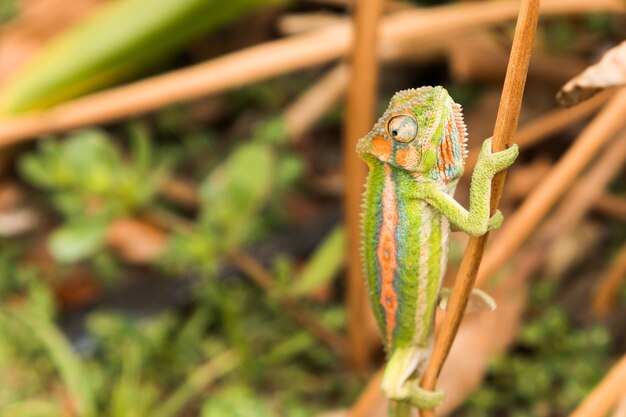 Selective focus shot of a colorful chameleon on a thin piece of wood in the forest