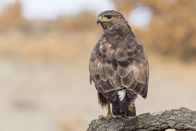 Selective focus shot of a common buzzard perched on a branch