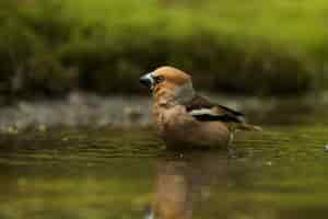Free photo selective focus shot of a common grosbeak in the water