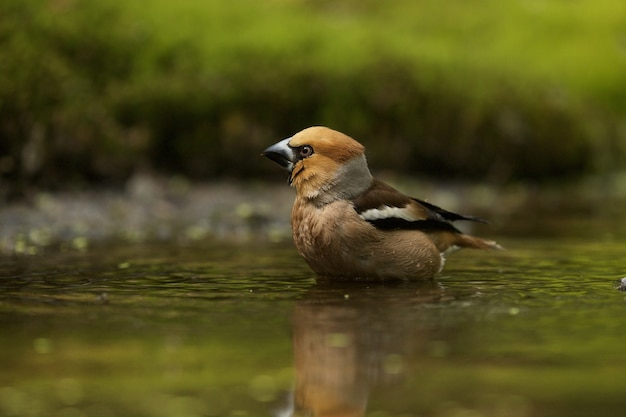 Selective focus shot of a common grosbeak in the water