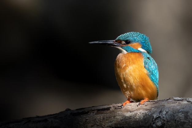 Selective focus shot of a common kingfisher perched on a thick branch