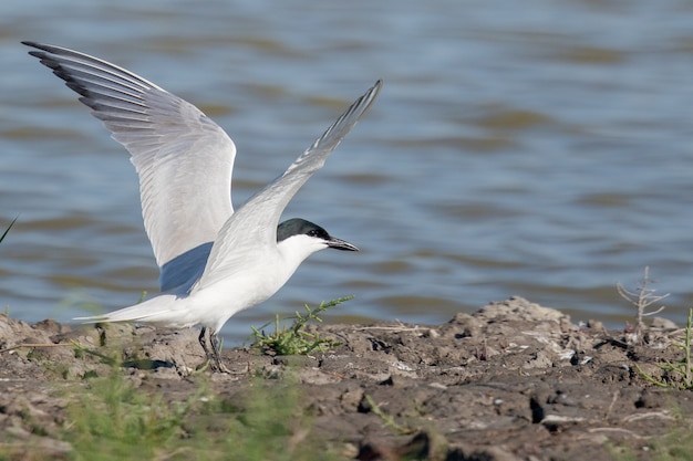 Free photo selective focus shot of a common tern on the beach