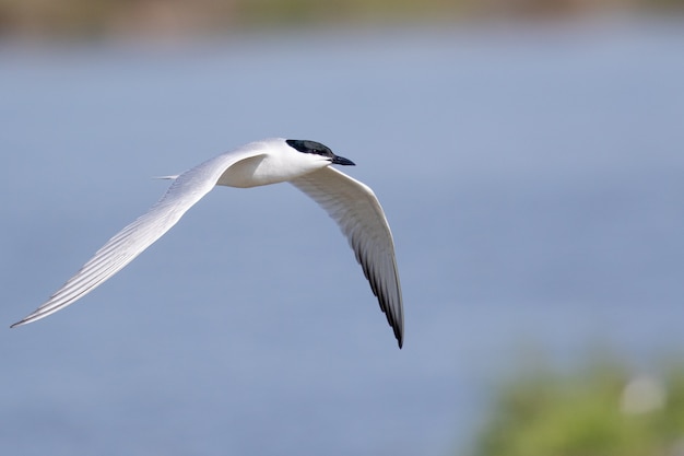 Selective focus shot of a common tern on flight