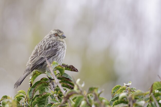 Selective focus shot of a corn bunting perched on a tree branch