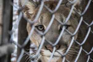 Free photo selective focus shot of a cougar looking at the camera through a metal fence