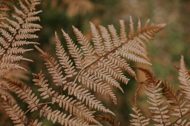 Selective focus shot of a couple of dry ostrich fern branches on a blurred background