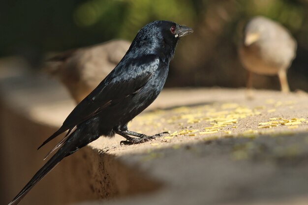 Selective focus shot of crow perched on a concrete surface