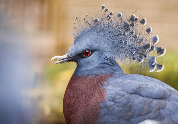 Selective focus shot of a crowned pigeon outdoors during daylight