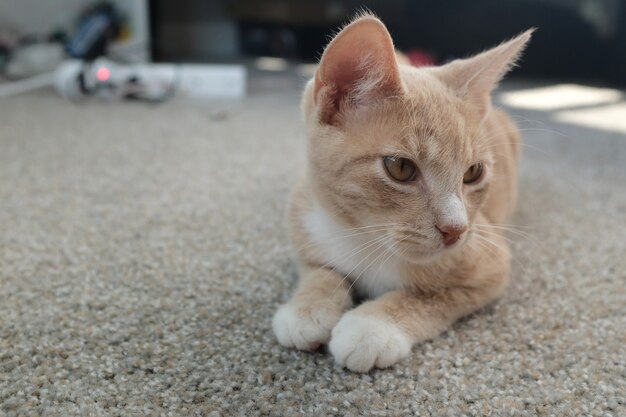 Selective focus shot of a cute beige cat lying on the ground and looking to the right