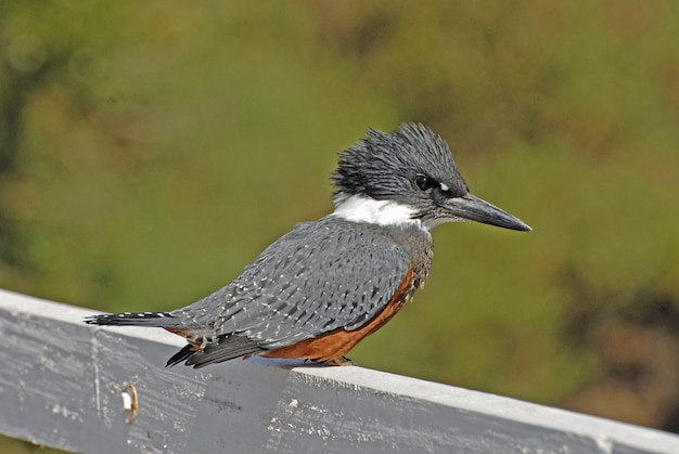 Free photo selective focus shot of a cute belted kingfisher bird on a white wooden fence