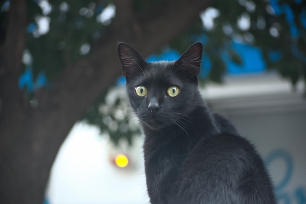 Selective focus shot of a cute black car with beautiful green eyes