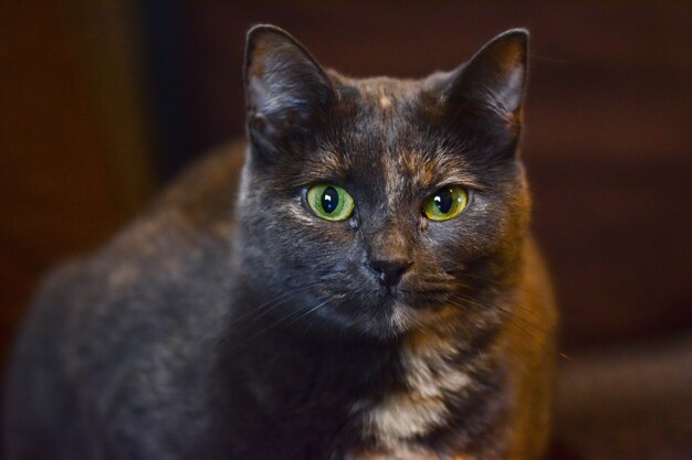 Selective focus shot of a cute black cat with green angry eyes