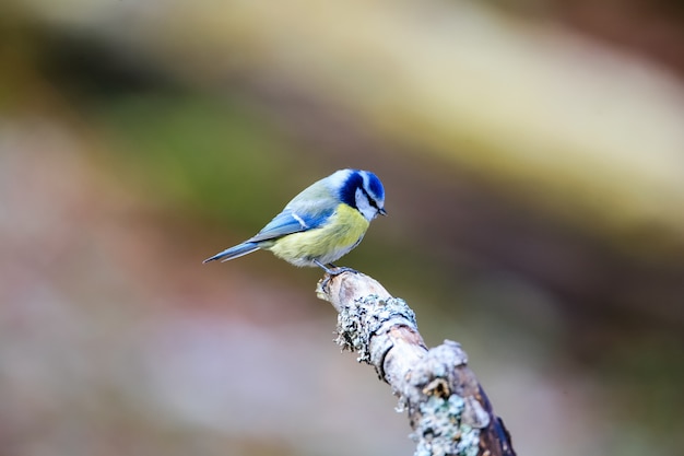 Selective focus shot of a cute blue swallow sitting on a wooden stick with a blurred background