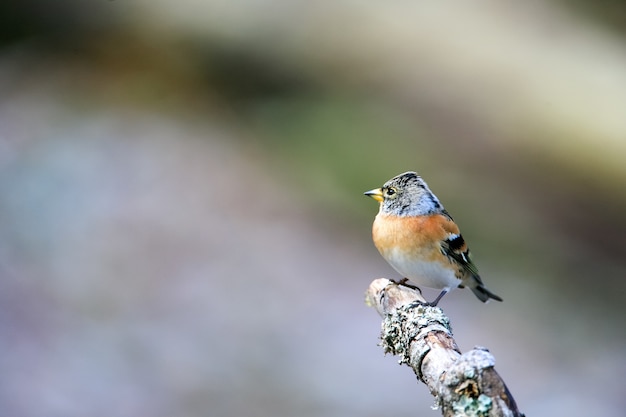 흐린 배경으로 나무 막대기에 앉아 귀여운 brambling 새의 선택적 초점 샷
