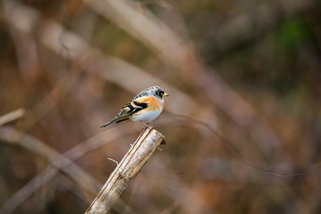 Selective focus shot of a cute brambling bird sitting on a wooden stick