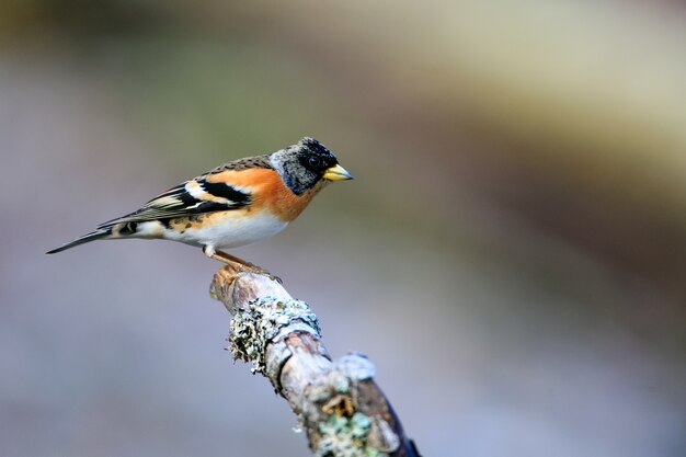 Selective focus shot of a cute brambling bird sitting on a wooden stick