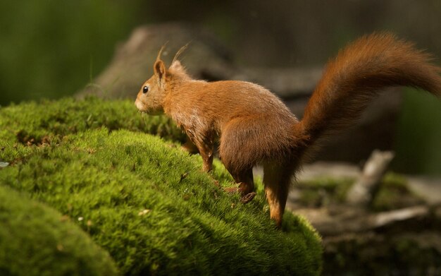 Selective focus shot of a cute brown fox squirrel