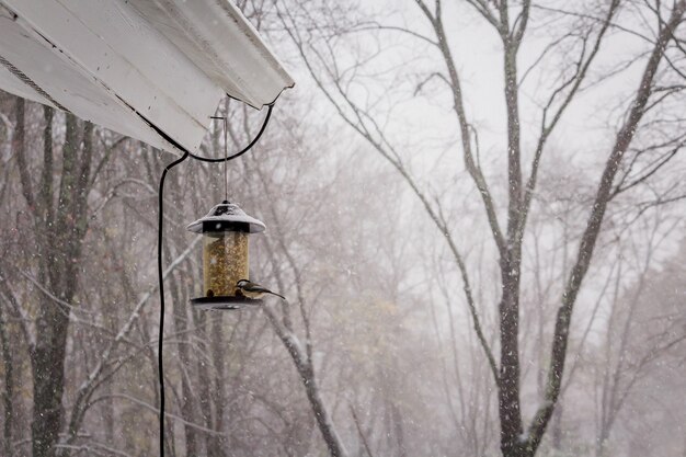 Free photo selective focus shot of a cute cardinal bird on a winter day