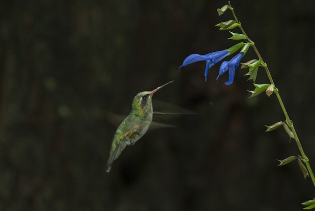 Selective focus shot of a cute Colibri smelling the taste of a blue flower