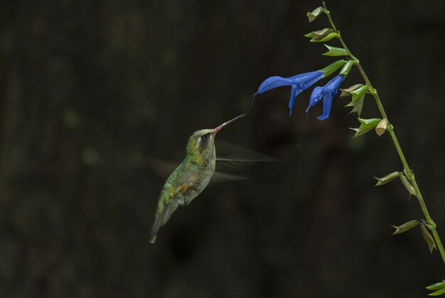 Селективный фокус выстрел из милой Колибри, пахнущий вкус голубого цветка