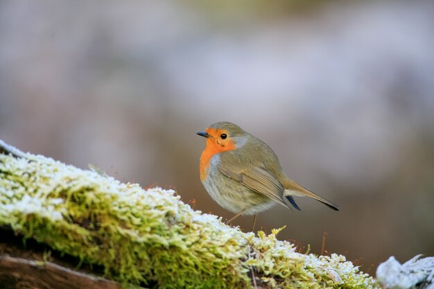 Selective focus shot of a cute European robin bird sitting on the mossy branch