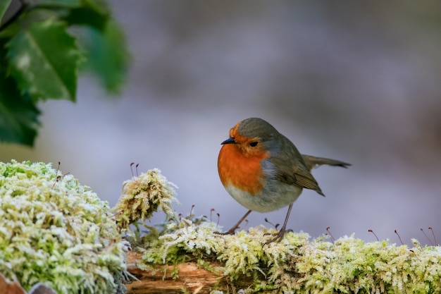 Free photo selective focus shot of a cute european robin bird sitting on the mossy branch