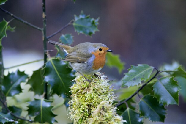 Selective focus shot of a cute European robin bird sitting on the mossy branch
