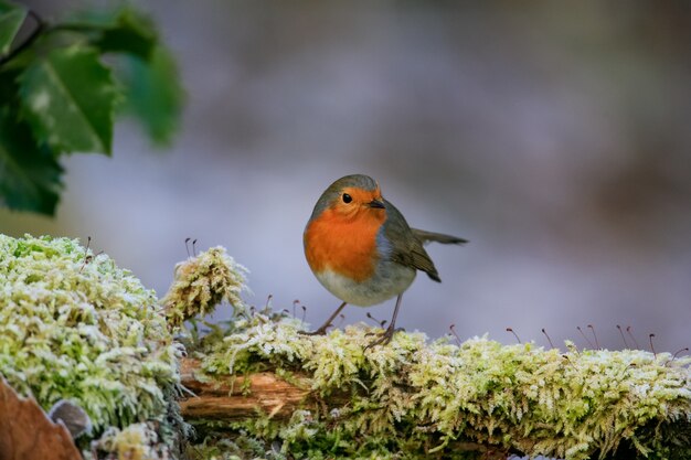 Selective focus shot of a cute European robin bird sitting on the mossy branch