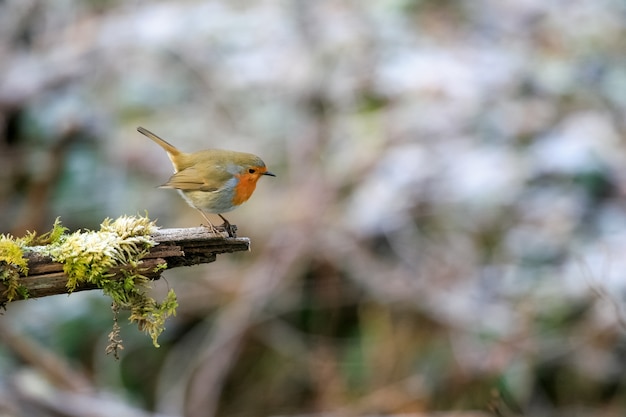 コケの枝に座っているかわいいヨーロッパコマドリの鳥の選択的なフォーカスショット