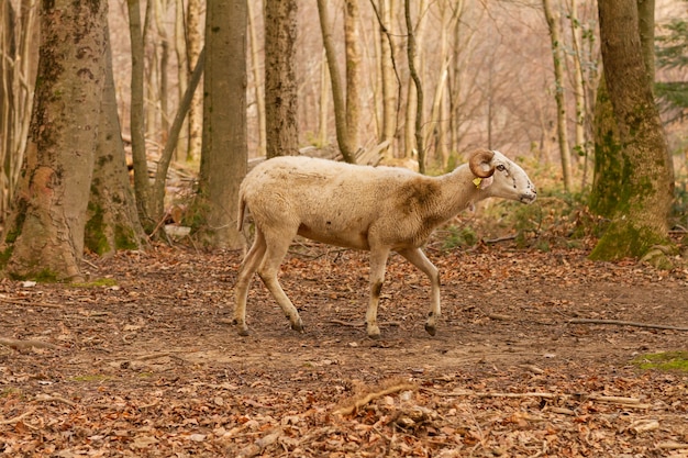 Selective focus shot of a cute goat (Capra aegagrus hircus), Montseny Natural Park