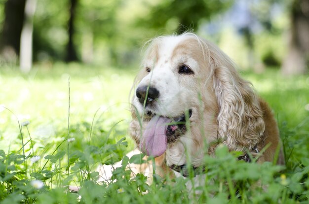 Selective focus shot of a cute golden dog lying on grass-covered filed
