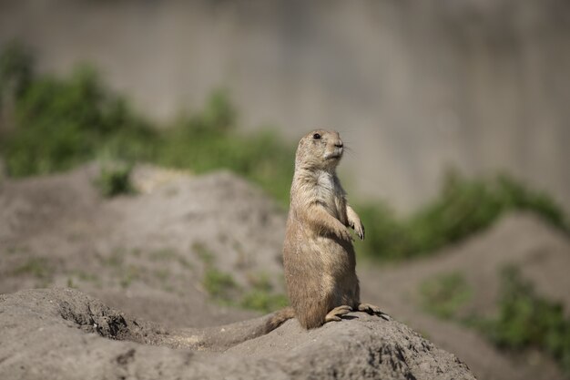 Selective focus shot of a cute gopher