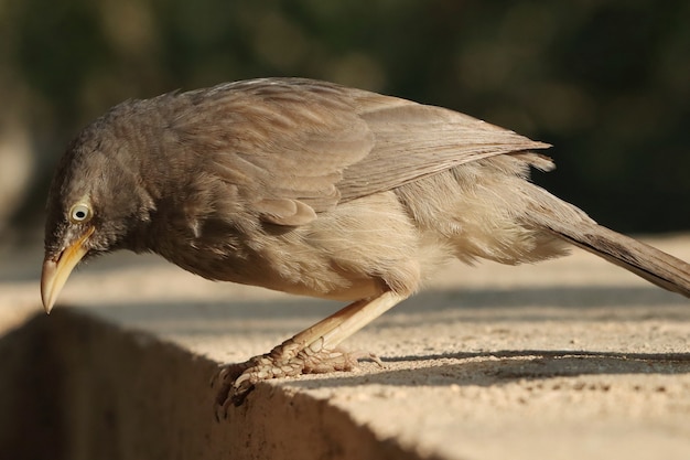 Selective focus shot of a cute Gray Jungle Babbler bird looking for food