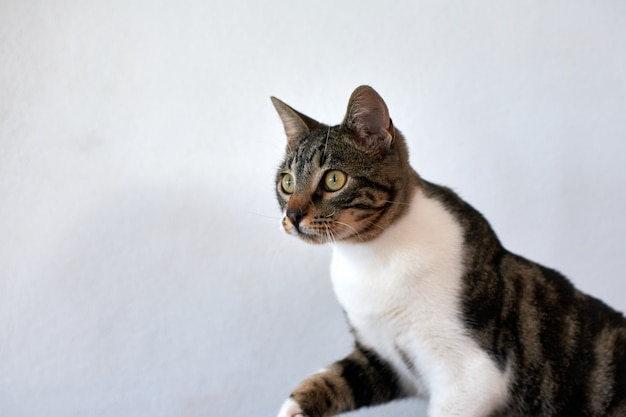 Selective focus shot of a cute green-eyed cat