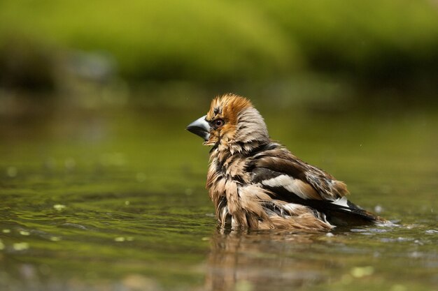 귀여운 hawfinch 새의 선택적 초점 샷