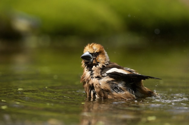 Selective focus shot of a cute hawfinch bird