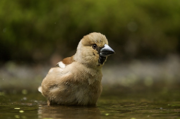 Free photo selective focus shot of a cute hawfinch bird