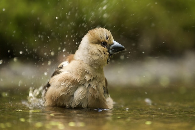 かわいいシメ鳥のセレクティブフォーカスショット