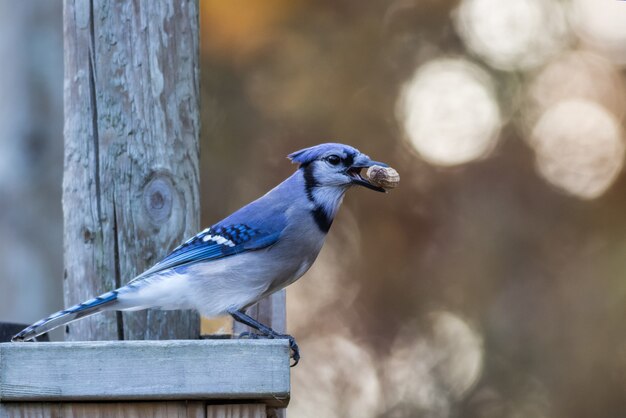 Selective focus shot of a cute jay with food in the beak perched on a branch