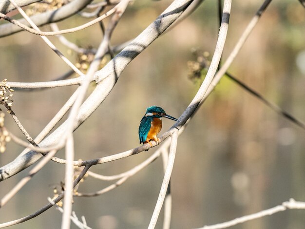 Foto gratuita messa a fuoco selettiva di un simpatico martin pescatore seduto su un ramo di un albero