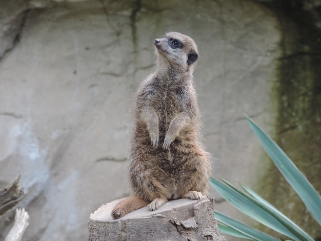 Colpo di messa a fuoco selettiva di un simpatico meerkat in piedi su una roccia nel mezzo di una foresta