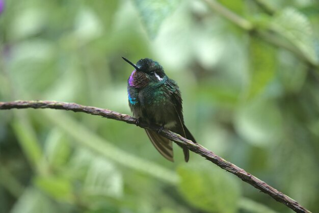 Selective focus shot of a cute purple-throated sunangel bird perched on the twig